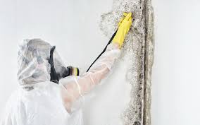 Best Post-Construction Mold Inspection  in USA